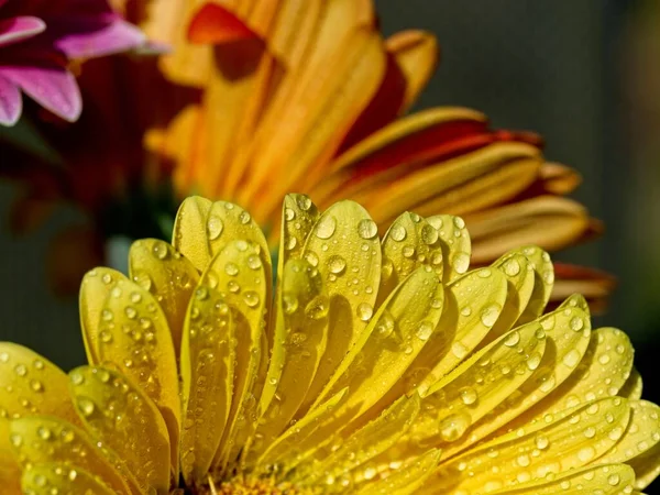 Gerbera Daisy Petals Covered Water Drops Close — Stock Photo, Image