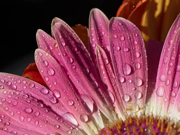 Gerbera Daisy Petals Covered Water Drops Close — Stock Photo, Image