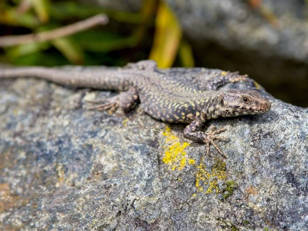 Avrupa Duvarı Kertenkelesi sıcak kayalarda güneşleniyor