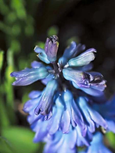 Bluebell Flores Florescendo Início Primavera Close — Fotografia de Stock