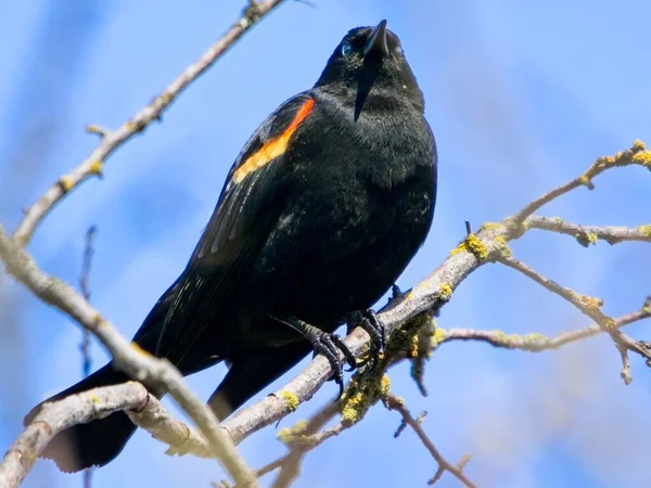 真っ青な空に向かって木の枝に赤い翼の黒い鳥 Agelaius Pheniceus が倒れた — ストック写真