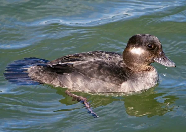 Vrouwelijke Buffelkopeend Bucephala Albeola Die Kustwateren Van Sidney Zwemt — Stockfoto