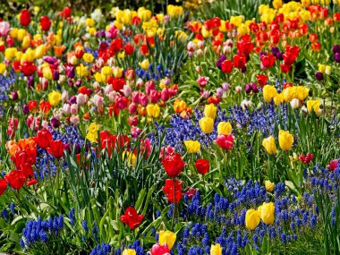 Renkli laleler baharda çiçek açar.