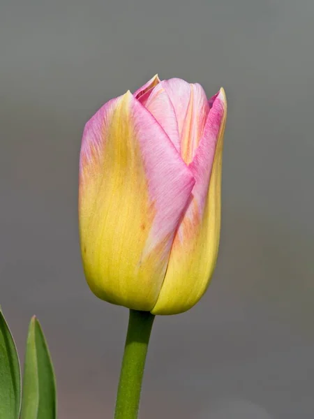 Bunte Tulpen Blühen Frühling Auf Dem Beet — Stockfoto