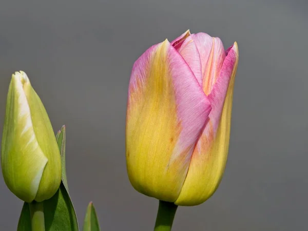 Tulip Berwarna Mekar Flowerbed Musim Semi — Stok Foto