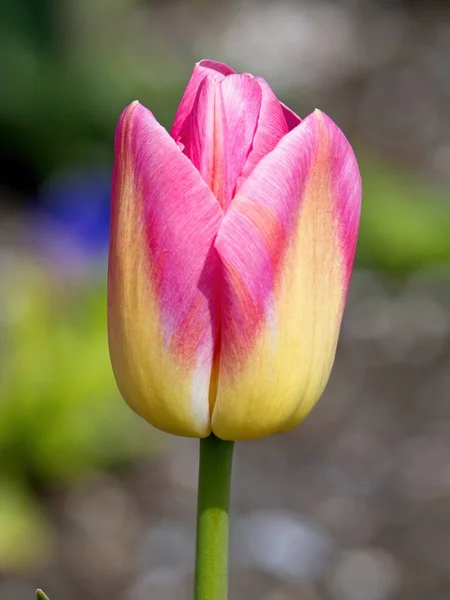 Цветущие Тюльпаны Цветут Клумбе Весной — стоковое фото