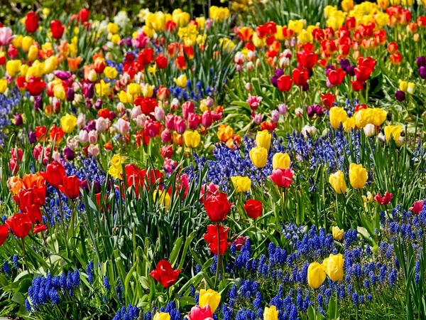Coloridos Tulipanes Florecen Macizo Flores Primavera — Foto de Stock