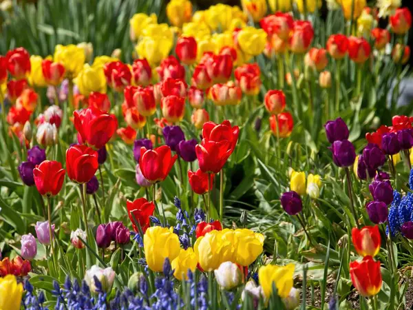 Coloridos Tulipanes Florecen Macizo Flores Primavera — Foto de Stock