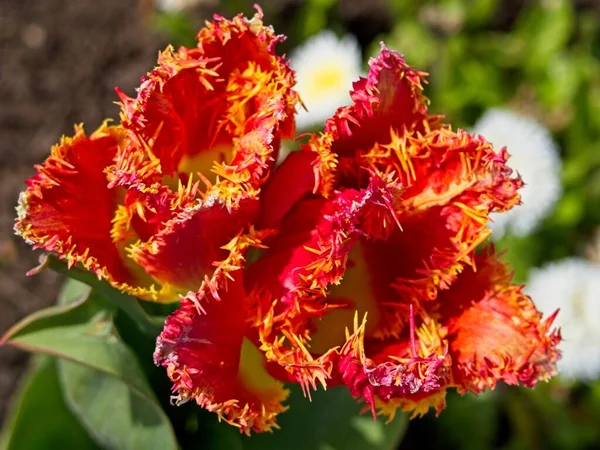 Барвисті Тюльпани Цвітуть Клумбі Навесні — стокове фото