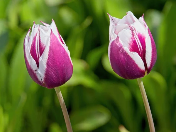 Bunte Tulpen Blühen Frühling Auf Dem Beet — Stockfoto