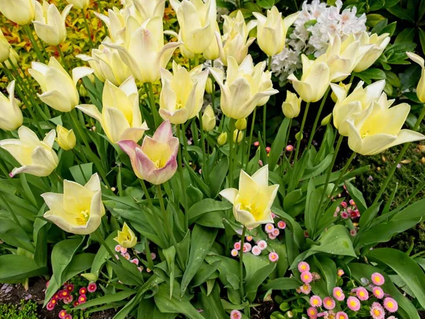 Tulipanes Amarillos Parterre Con Flores Ornamentales Rosadas — Foto de Stock