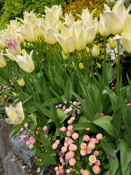 Желтые Тюльпаны Клумбе Розовыми Декоративными Цветами — стоковое фото