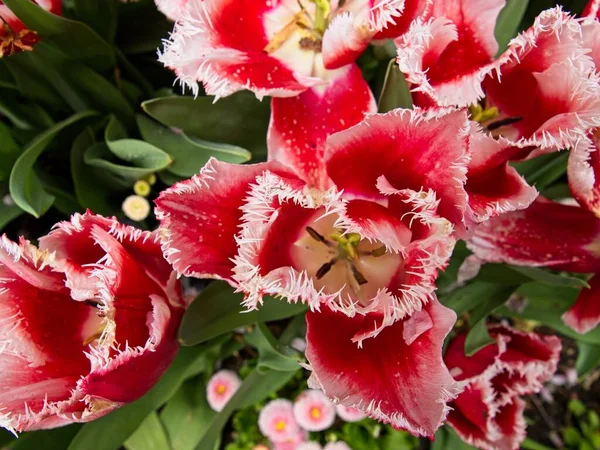 Red Tulips Flowerbed Pink Ornamental Flowers — Stock Photo, Image