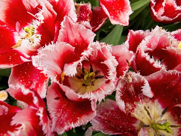 Tulipas Vermelhas Canteiro Flores Com Flores Ornamentais Rosa — Fotografia de Stock