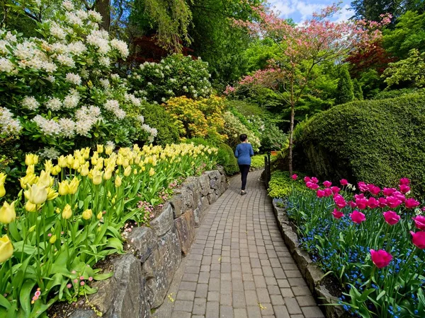 Üppiger Garten Blüht Frühling Mit Tulpen Blumenbeeten Und Rasen Stockbild