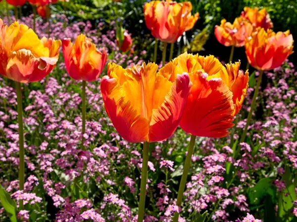 Tulipani Rossi Sull Aiuola Con Fiori Ornamentali Rosa — Foto Stock