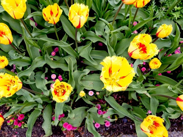 Tulipanes Rojos Amarillos Bicolor Macizo Flores Con Flores Ornamentales Rosadas — Foto de Stock