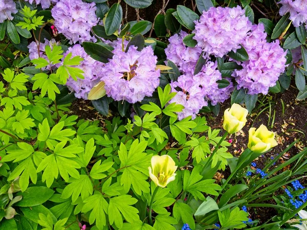 Two Toned Green Yellow Tulips Flowerbed Pink Rhododendron Bells — стоковое фото