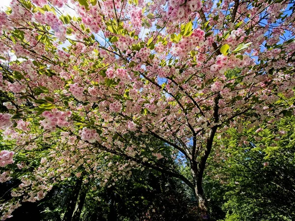 Pink White Blossoms Blooming Cherry Tree — Stock Photo, Image