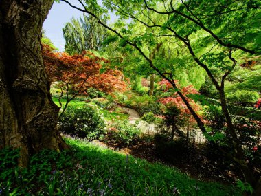 Çiçek açan kiraz ağaçlarının altında bir bahar bahçesinde yürüyüş.