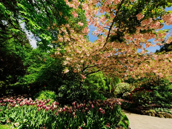 Passarela Jardim Primavera Sob Árvores Cerejeira Florescentes — Fotografia de Stock