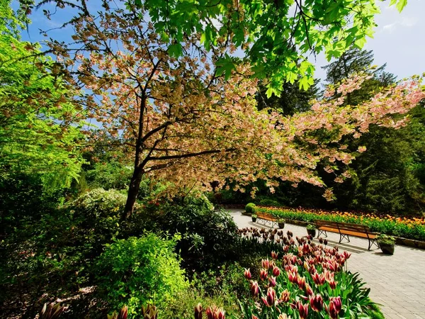 Passarela Jardim Primavera Sob Árvores Cerejeira Florescentes — Fotografia de Stock