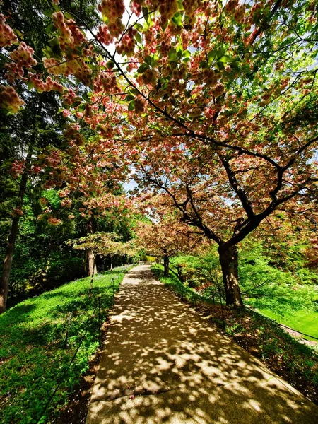 Pasarela Jardín Primavera Bajo Cerezos Florecientes — Foto de Stock