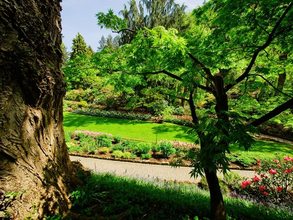 Pasarela Jardín Primavera Bajo Cerezos Florecientes — Foto de Stock