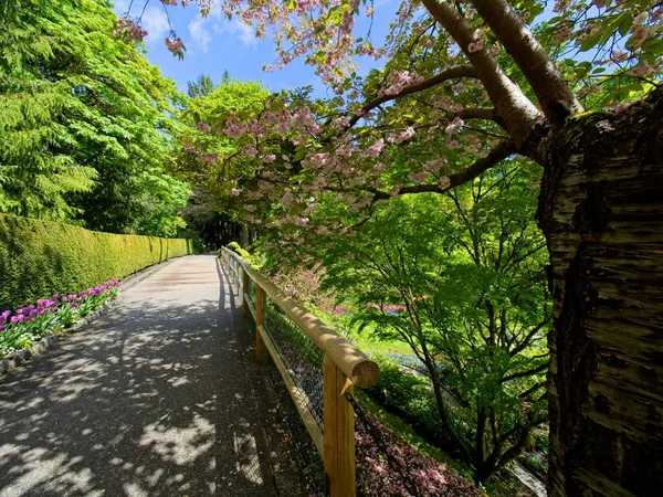 Walkway Spring Garden Blooming Cherry Trees — Stock Photo, Image