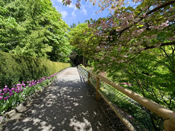 Passarela Jardim Primavera Sob Árvores Cerejeira Florescentes — Fotografia de Stock