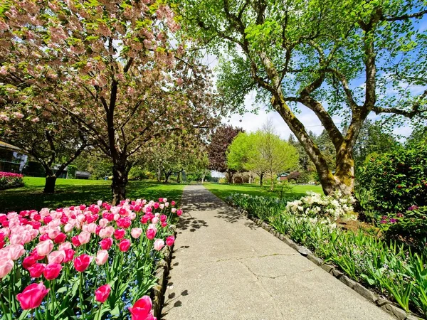 Exuberante Jardín Que Florece Primavera Con Tulipanes Macizos Flores Césped — Foto de Stock