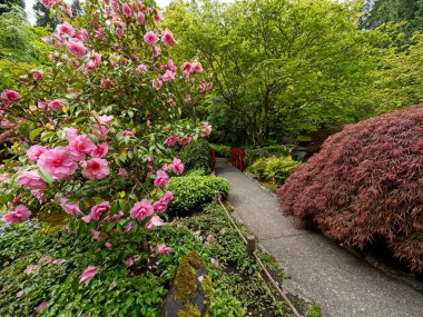 İlkbaharda açan yemyeşil bahçe laleler, çiçek tarlaları ve çimlerle