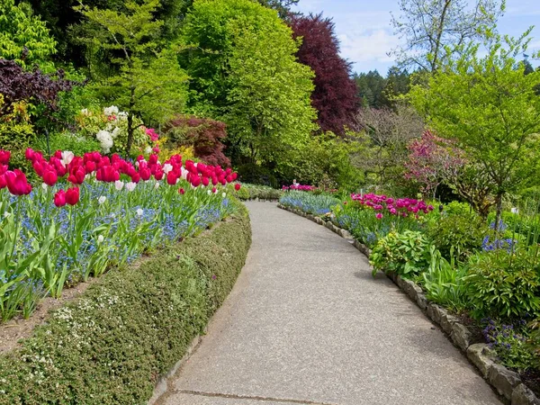 Пышный Сад Цветущий Весной Тюльпанами Клумбами Газонами Стоковая Картинка