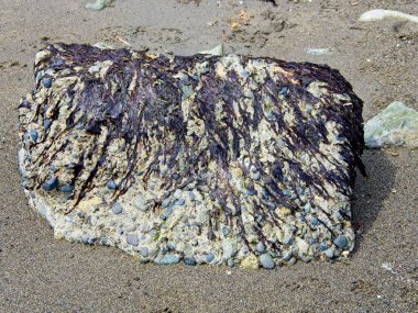 Sahilin dokuları kayalar, deniz yosunları ve kıyıya saçılmış dallarla dolu.