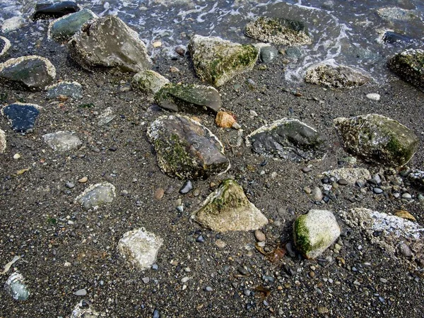Strandstrukturen Mit Felsen Algen Und Treibholz Ufer — Stockfoto