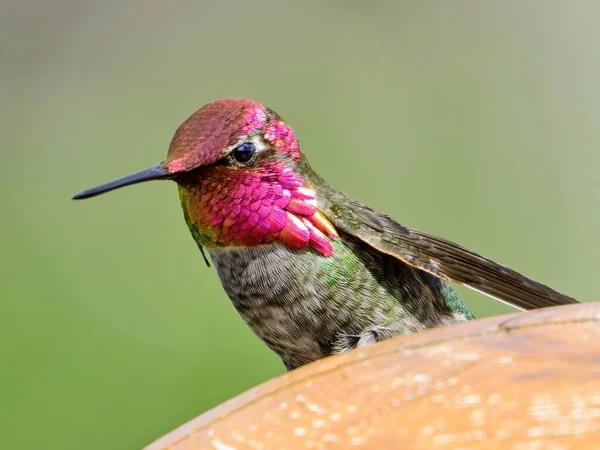 Hummingbird Masculino Anna Empoleirado Poste Madeira Luz Solar Close — Fotografia de Stock