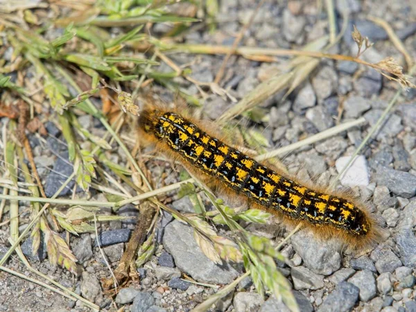 Yıllık bahar istilası sırasında bitki yapraklarına zarar veren çadır tırtılları