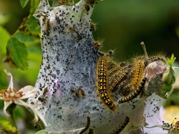 Nest of tent caterpillars damaging plant leaves during annual spring infestation