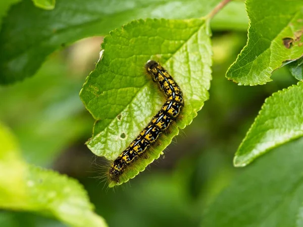 Tent caterpillars damaging plant leaves during annual spring infestation