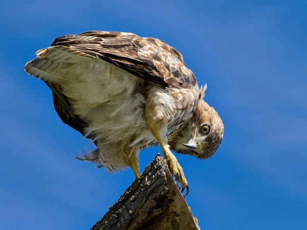 Osprey Posó Sobre Una Rama Madera Contra Cielo Azul Buscando — Foto de Stock