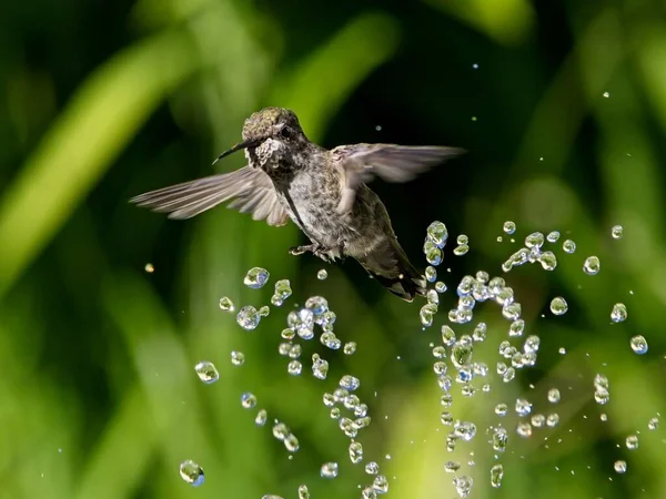 Dişi Anna Nın Sinekkuşu Kuş Banyosundaki Çeşmede Oynuyor Içiyor — Stok fotoğraf