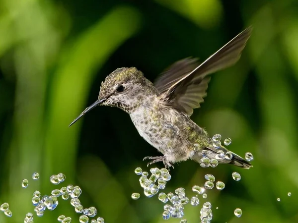 Female Anna Hummingbird Playing Drinking Water Fountain Birdbath — Stock Photo, Image