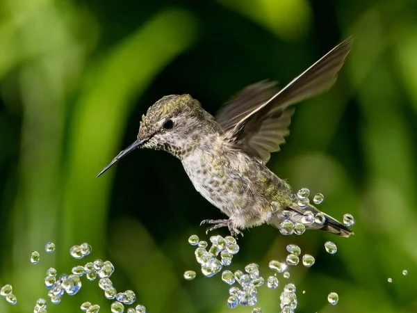 Colibrì Femminile Anna Giocando Bevendo Nella Fontana Acqua Nel Bagno — Foto Stock