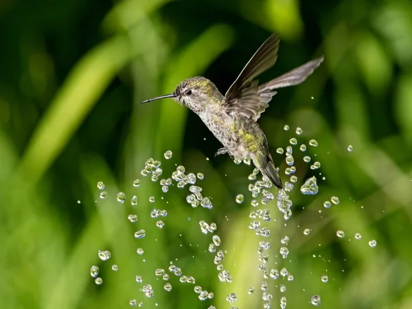 Colibri Femelle Anna Jouer Boire Dans Fontaine Eau Dans Bain — Photo