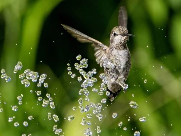 Dişi Anna Nın Sinekkuşu Kuş Banyosundaki Çeşmede Oynuyor Içiyor — Stok fotoğraf