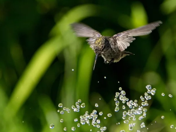 Colibrì Femminile Anna Giocando Bevendo Nella Fontana Acqua Nel Bagno — Foto Stock