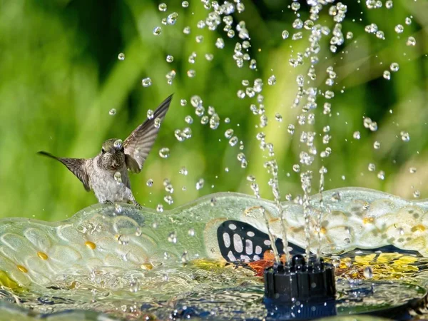 Female Anna Hummingbird Playing Drinking Water Fountain Birdbath — Stockfoto