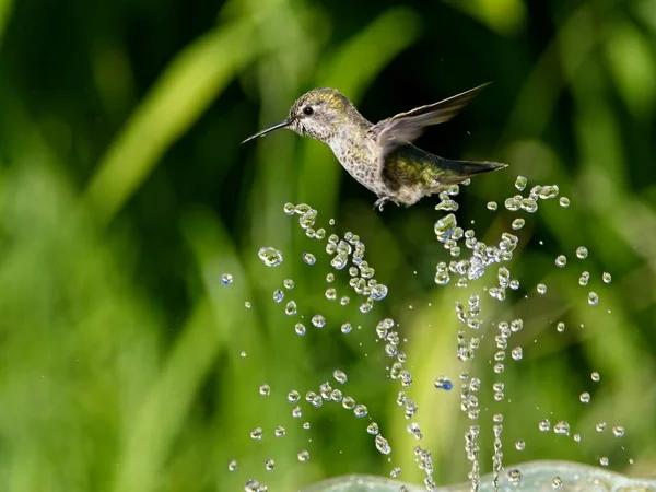 Weibchen Annas Kolibri Spielt Und Trinkt Brunnen Vogelbad lizenzfreie Stockfotos