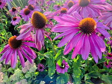 Purple coneflowers blossom at the flower bed, sunset time. Selective focus