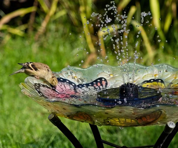 American Goldfinch Njuter Fontänen Fågelbadet — Stockfoto